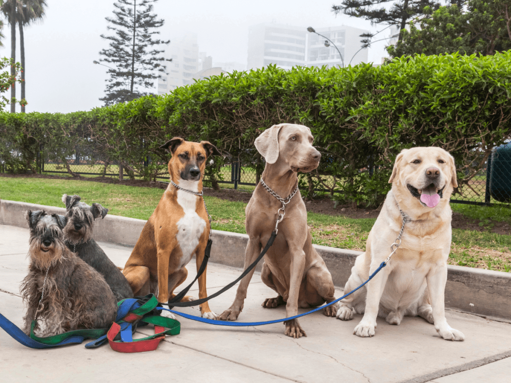Four large dogs in a park all on leashes.